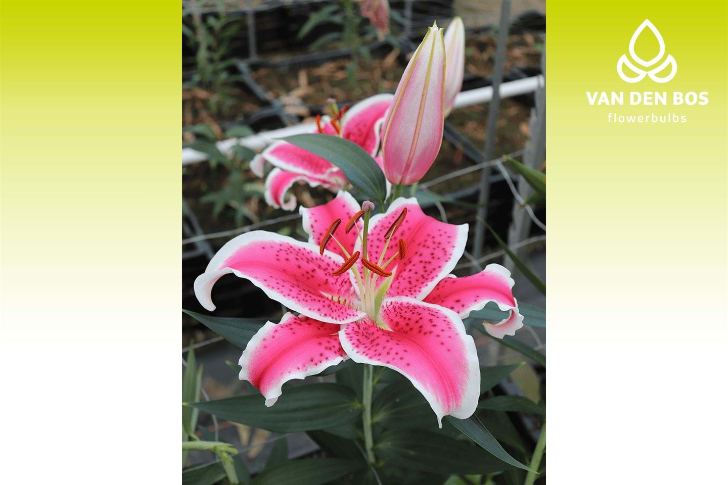 Starfighter® (Oriental) - Lily - Van den Bos Flowerbulbs